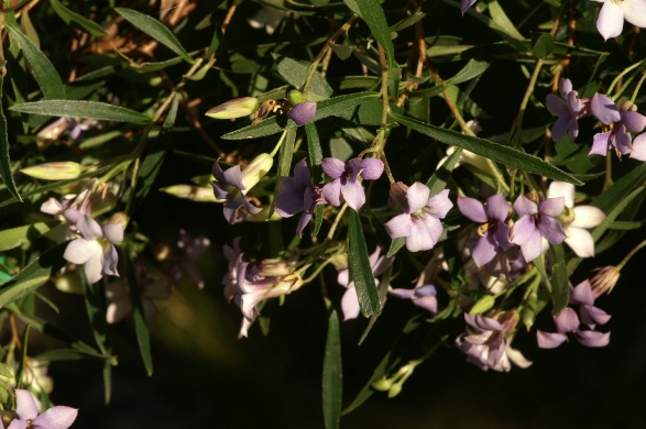 Billardiera cymosa